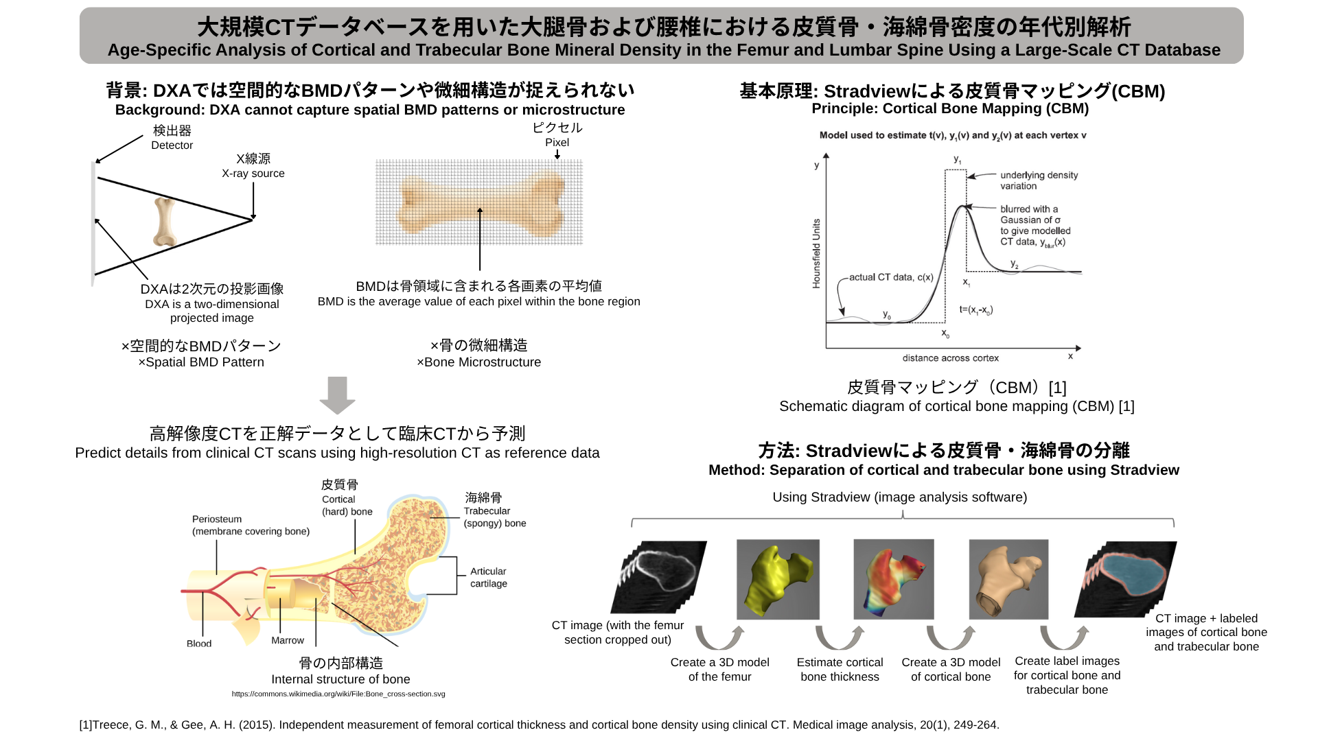 Age-Specific Analysis of Cortical and Trabecular Bone Mineral Density in the Femur and Lumbar Spine Using a Large-Scale CT Database